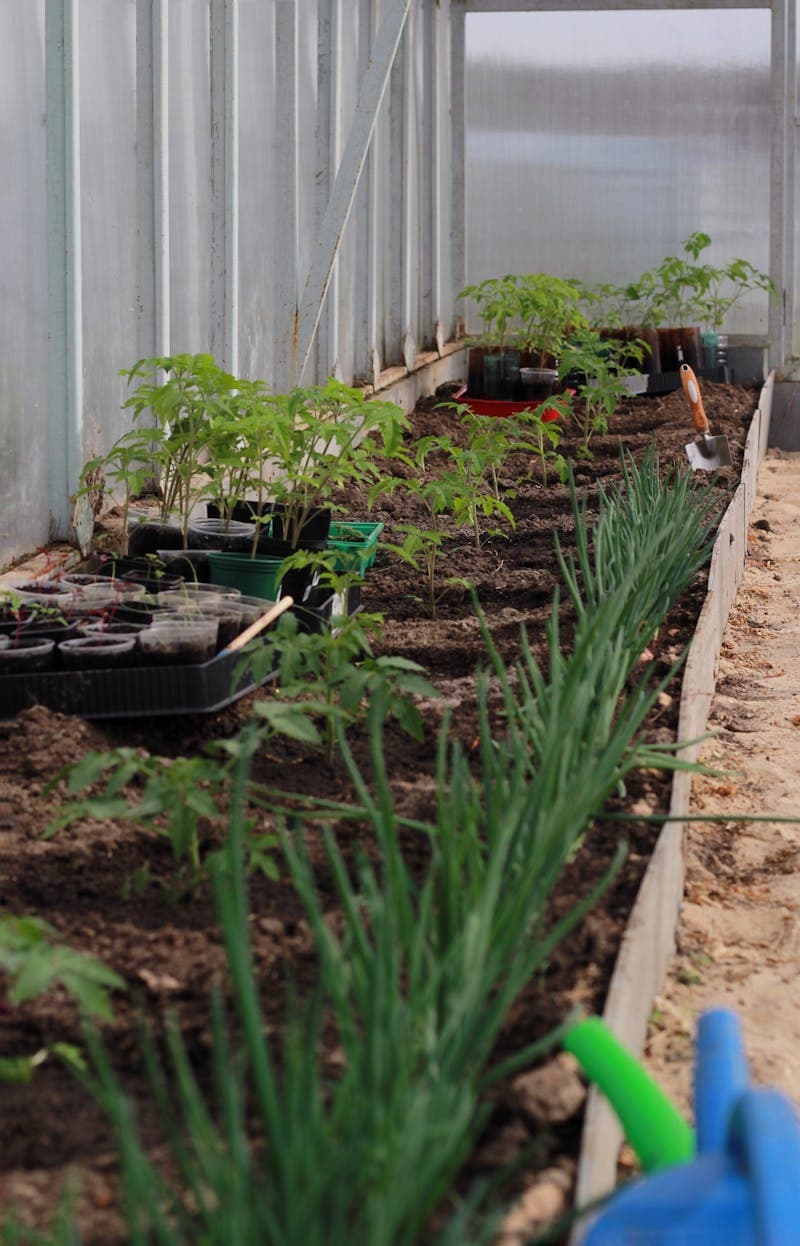 Greenhouse seedlings in growing media