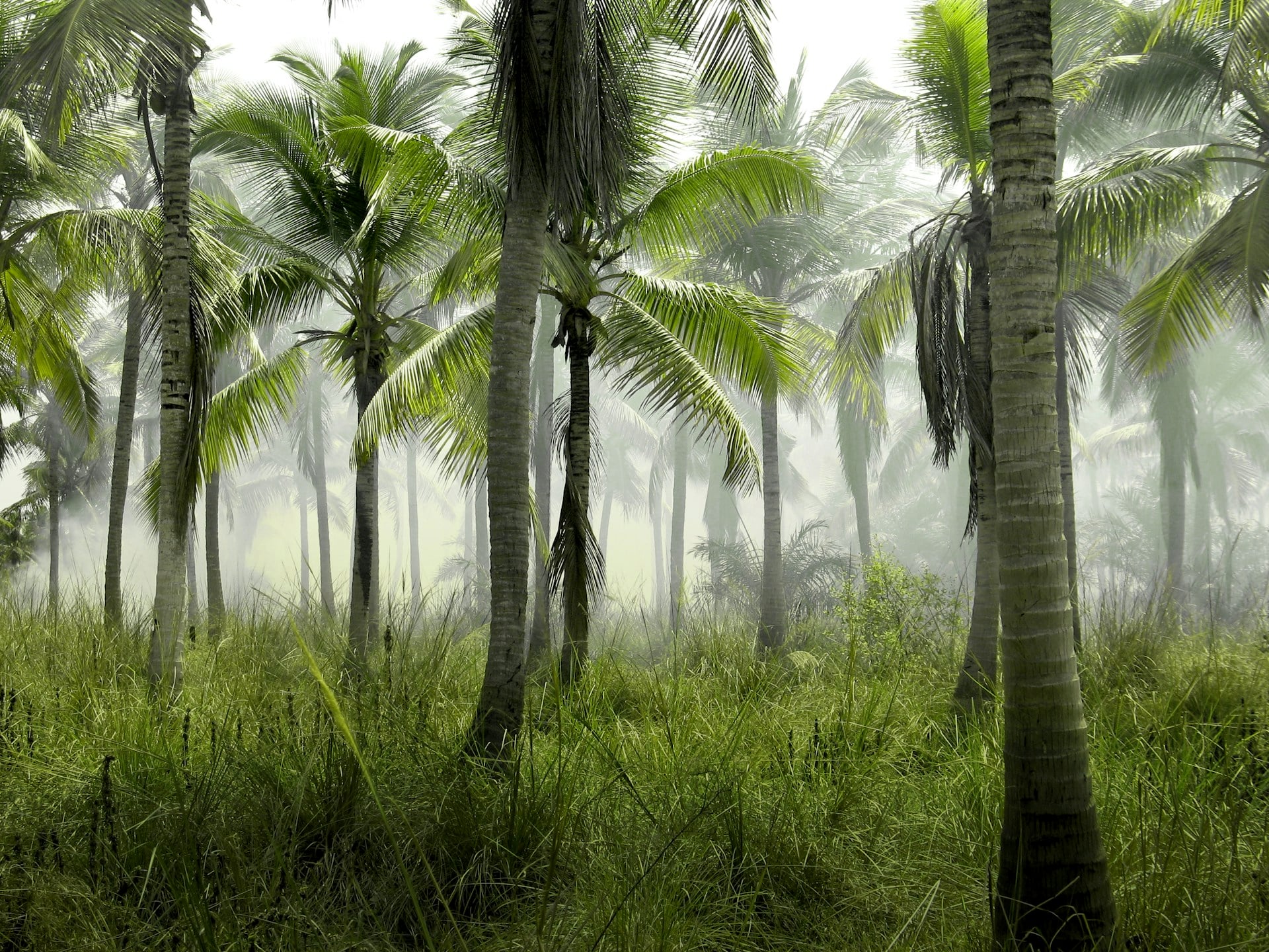 Kumaran Coirs — Premium Coir Products